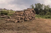 Kepala UPT KPH XV Kabanjahe Bungkam Dikonfirmasi LSM tentang Perambahan Hutan Siosar