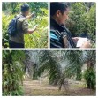 Tim Pengukuran Pemkab Siak Mulai Ukur Lahan Sawit Masyarakat Dayun Siak