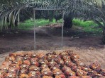 Narkoba, Penyebab Sawit Rakyat di Sumut Rentan Pencurian Terorganisir Disertai Kekerasan
