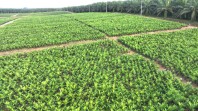 PTPN IV PalmCo Akselerasi Peremajaan Sawit Petani di Riau Perkuat Implementasi Program B50
