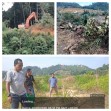 Pak Pinkun : Alat Berat PT ANS/Central Diperkirakan Beroperasi di Luar Izin, Porakporandakan 16 Ha Kebun Sawit Kami