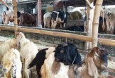 Musim Mas Peduli Keagamaan yang Setiap Tahun Konsisten Siapkan Hewan Kurban