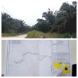 DPP Perisai Temukan Kebun Sawit PT DSI 351 Ha di Areal Penghentian Pemberian Izin, Segera Dilaporkan ke Polda Riau