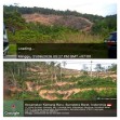 Hutan di Sejumlah Bebukitan Riau-Sumbar Digunduli Akan Ditanami Sawit oleh Toke-toke Kaya