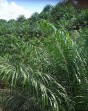 Satgas PKH Didesak Sita Kebun Sawit Ilegal PT Berkat Satu di Rohul